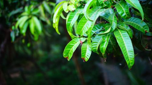 Close-up of green leaves on plant in forest