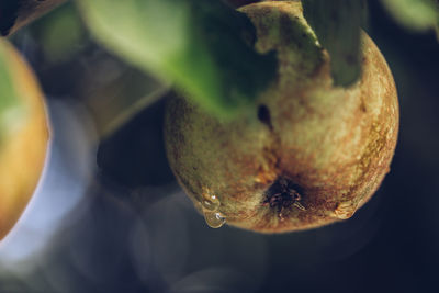 Close-up of fruit on water