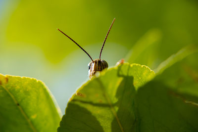 Close-up of butterfly on leaf