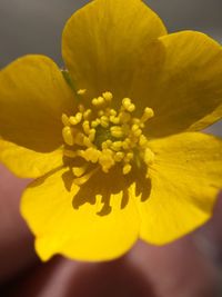 Close-up of yellow flower