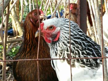 Close-up of rooster in cage
