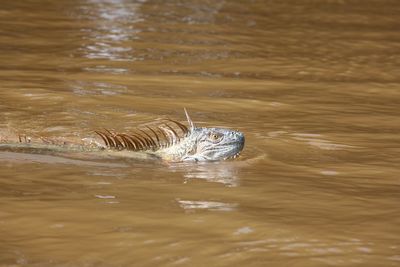 Close-up of swimming in lake