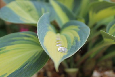 Close-up of water drops on green leaves