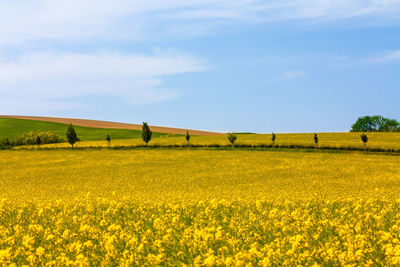 Scenic view of oilseed rape field against sky