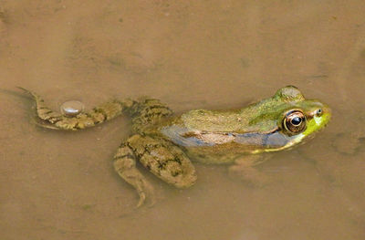 High angle view of frog in lake