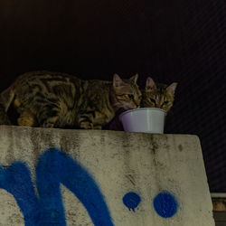 Cat resting on a table