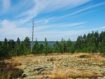 Trees on field against sky