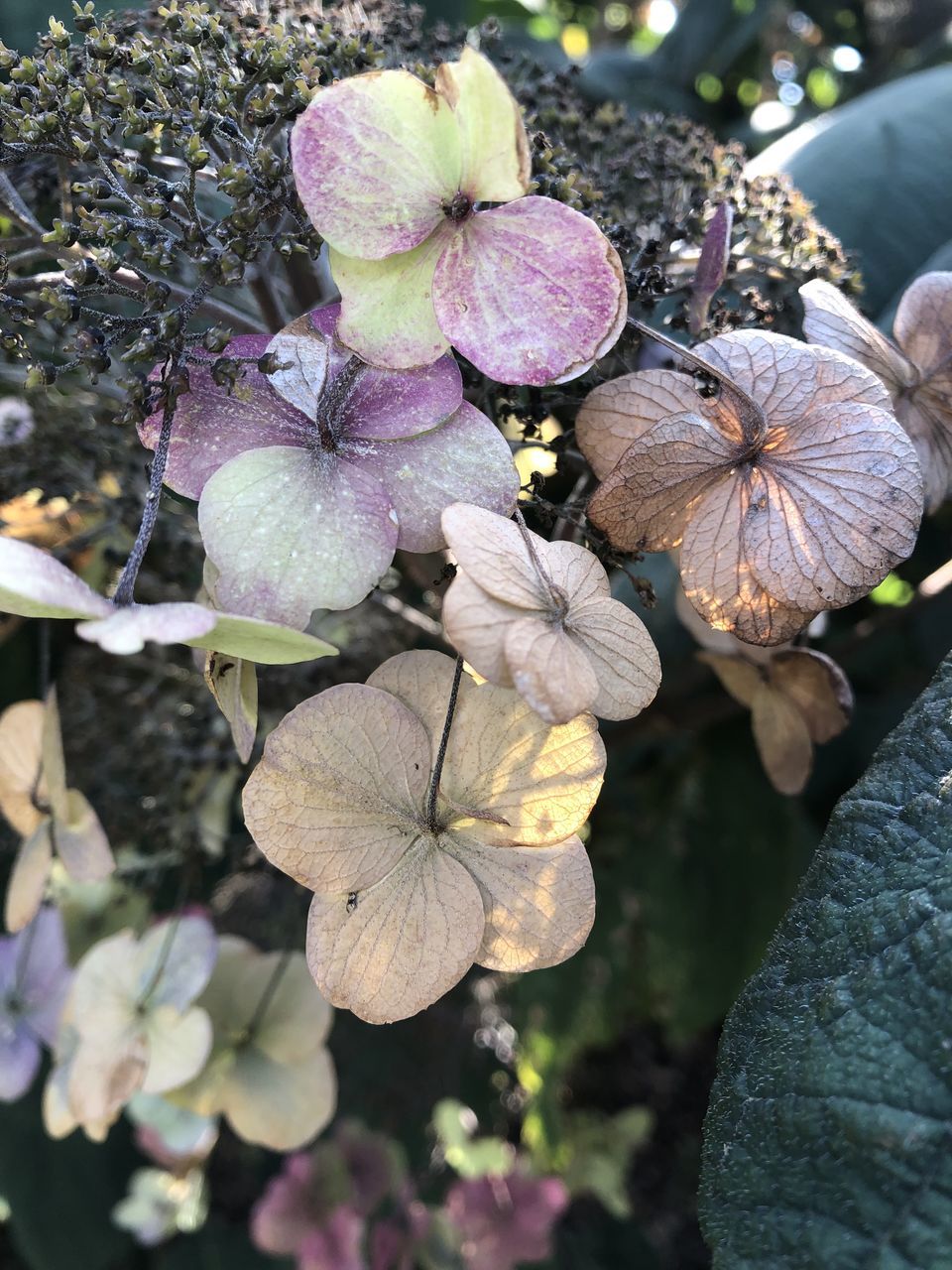 CLOSE-UP OF HYDRANGEA FLOWERS