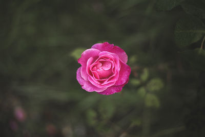 Close-up of pink rose blooming