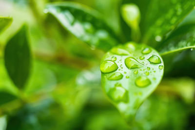 Close-up of raindrops on leaf