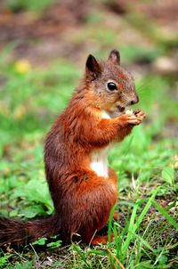 Squirrel on field