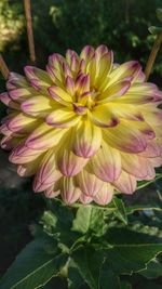 Close-up of pink flower