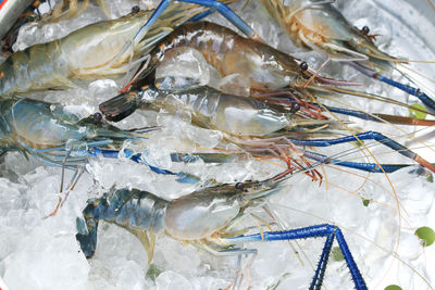 High angle view of fish for sale in market