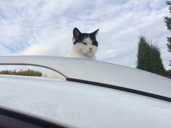 Cat on the roof of the car