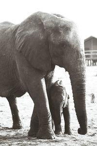 Elephant on rock