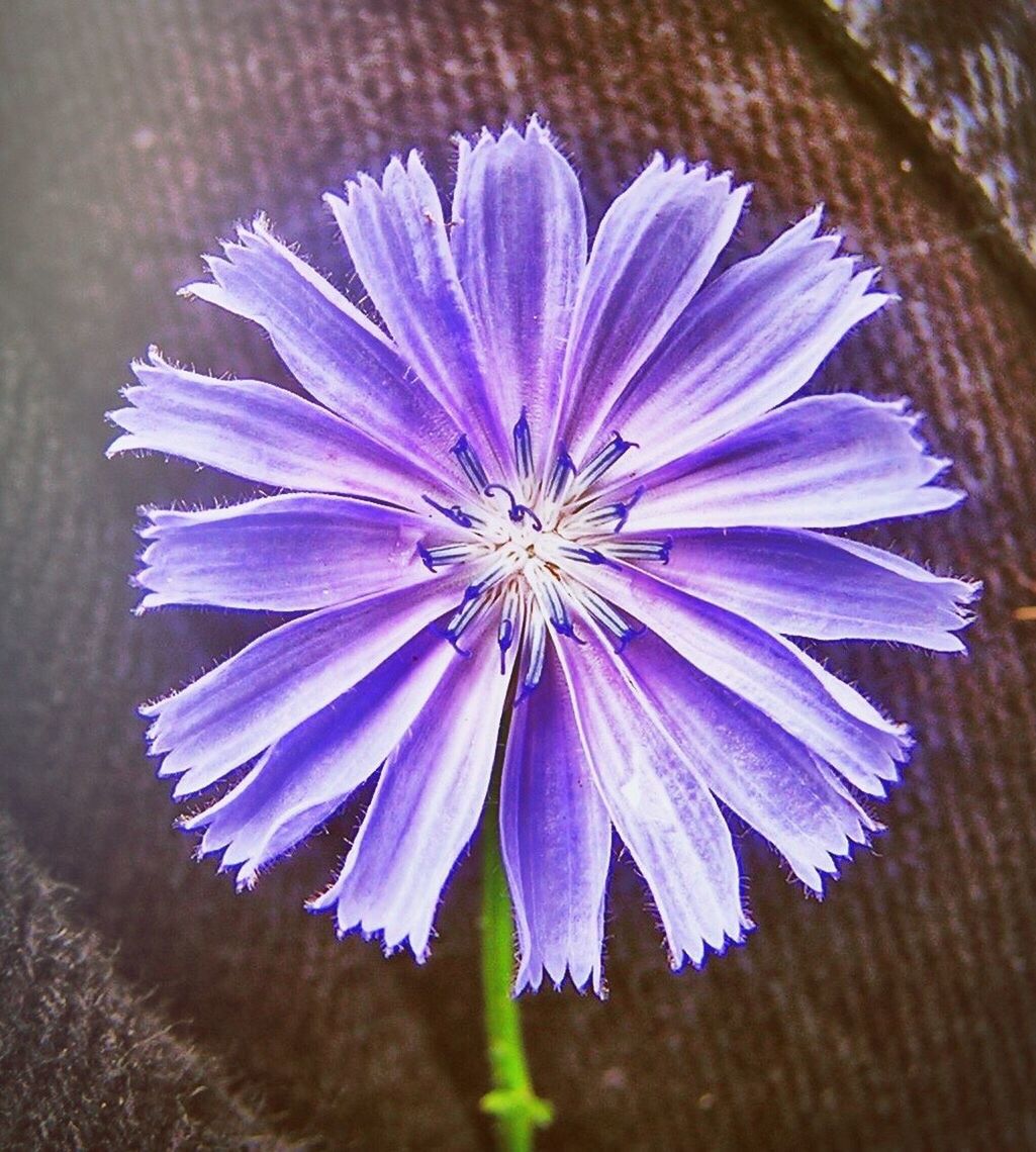 Flower purple color closeup