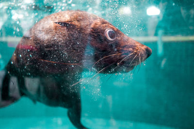 Close-up of jellyfish in swimming pool