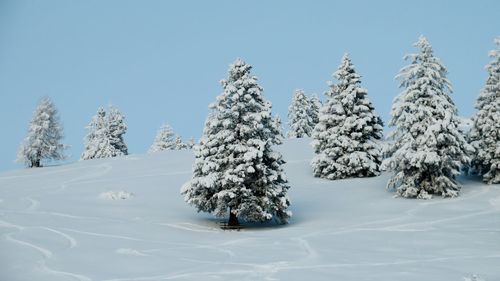 Trees on snow covered landscape against clear sky