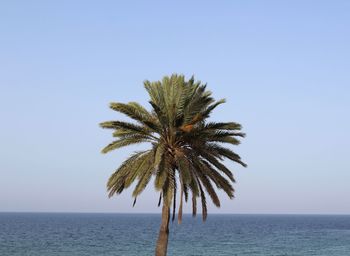 Palm tree by sea against clear sky