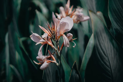 Close-up of flowering plant