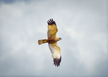 Low angle view of eagle flying against sky