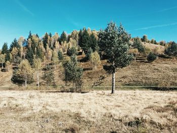 Trees on landscape against blue sky