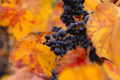 Close-up of maple leaves on plant