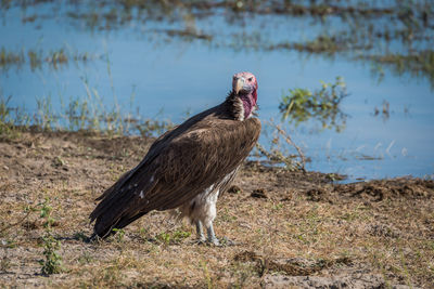 Vulture looking away against river