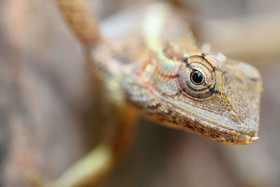 Macro shot of lizard outdoors