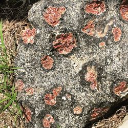 Full frame shot of lichen on rock