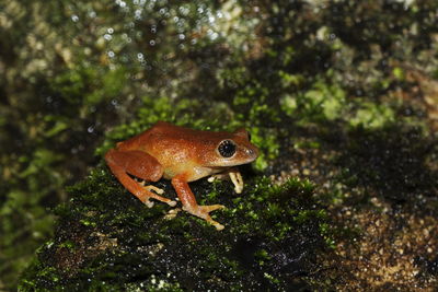 Close-up of frog in forest