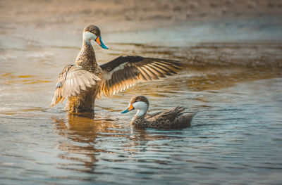 Ducks swimming in lake