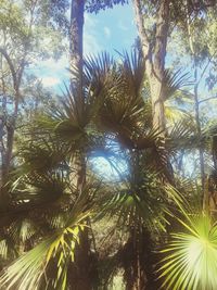 Low angle view of palm trees against sky