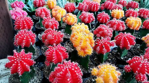 Full frame shot of multi colored flowers