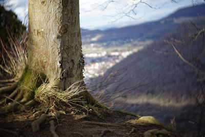 Close-up of tree trunk at beach