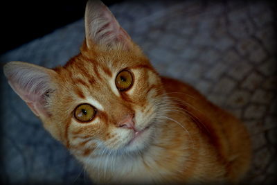 Close-up portrait of cat