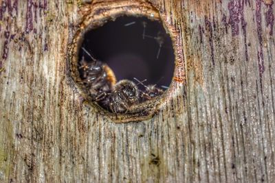 Close-up of rusty hole on tree trunk