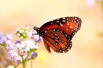 Butterfly perching on flower