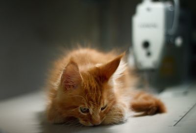 Close-up of cat on table at home