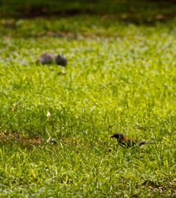 Close-up of insect on grass in field