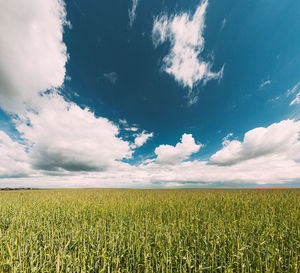 Scenic view of agricultural field against sky