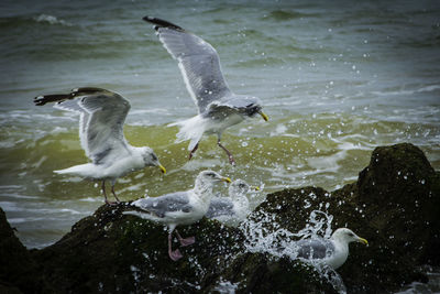 Birds in water
