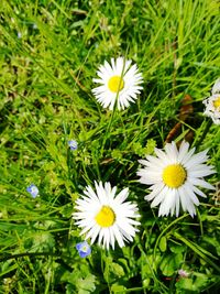 Close-up of daisies blooming outdoors