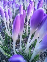 Close-up of purple crocus flowers