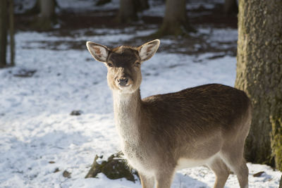 Close-up of deer