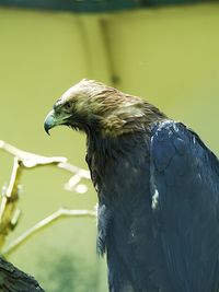 Close-up of bird