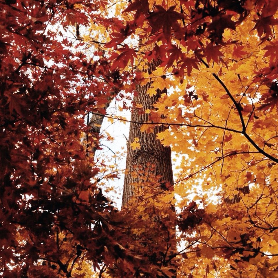 tree, low angle view, branch, autumn, architecture, built structure, building exterior, tall - high, growth, change, leaf, tower, skyscraper, city, sky, nature, tree trunk, day, outdoors, tall