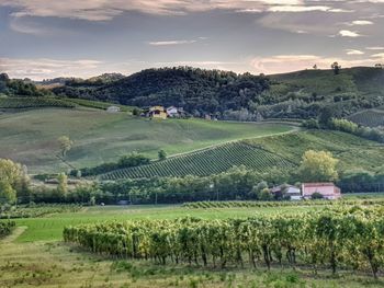 Scenic view of agricultural field against sky