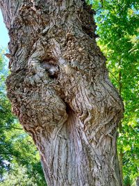 Close-up of tree trunk