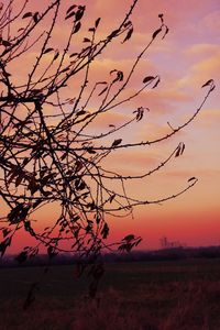 Silhouette bare tree against romantic sky